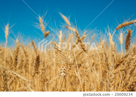 Gold wheat field and blue sky 20009234
