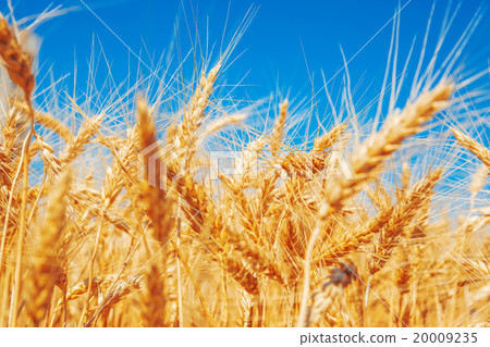 Gold wheat field and blue sky 20009235