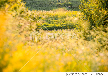 rural landscape with sunrise over a meadow. rural landscape with sunrise over a meadow. 20009275