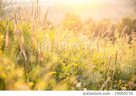 rural landscape with sunrise over a meadow. rural landscape with sunrise over a meadow. 20009276
