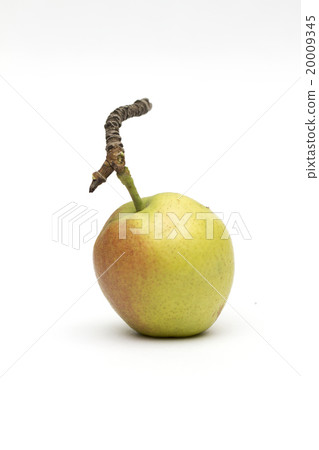 pear on the white background 20009345