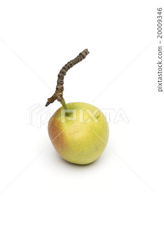 pear on the white background 20009346
