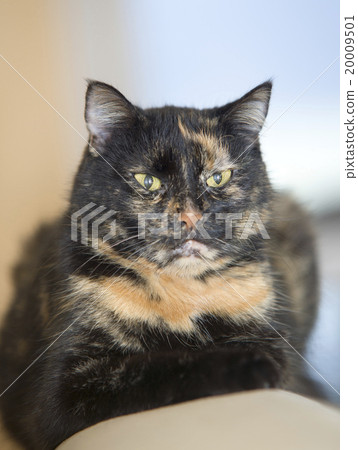 Portrait of a three colored old cat 20009501