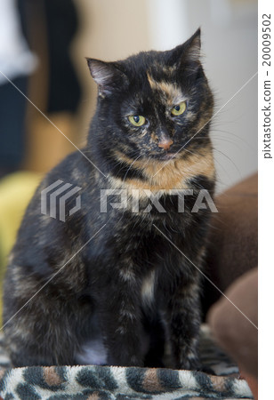 Portrait of a three colored cat Portrait of a three colored cat 20009502