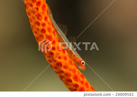 Whip Goby on Gorgonian Coral 20009581