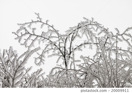 Branches in winter 20009911