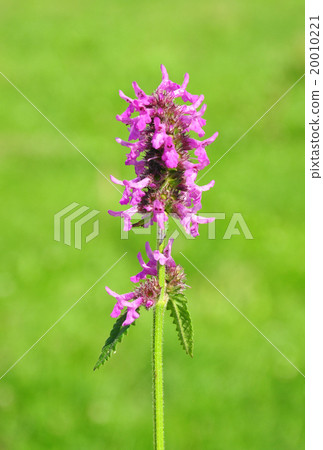 Purple betony (Betonica officinalis) Purple betony (Betonica officinalis) 20010221