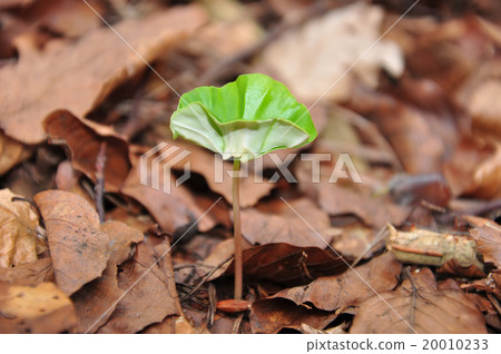Beech seedling 20010233