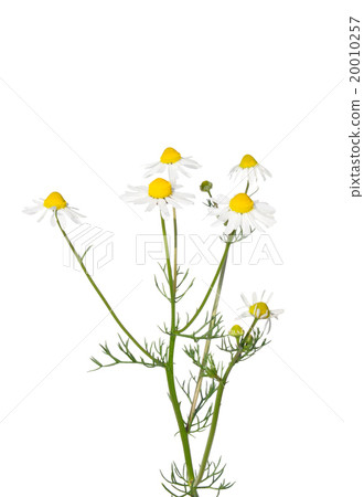German chamomile (Matricaria chamomilla) 20010257