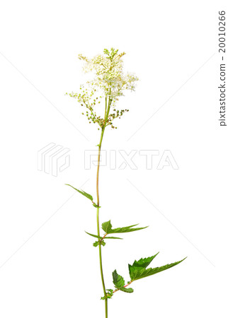 Meadowsweet (Filipendula ulmaria) Meadowsweet (Filipendula ulmaria) 20010266