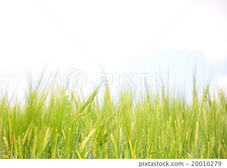 Barley field 20010279