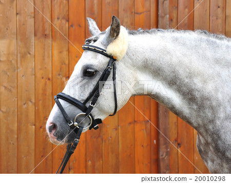 Horse Horse 20010298
