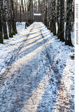 straight snow alley in birch grove in winter 20011019