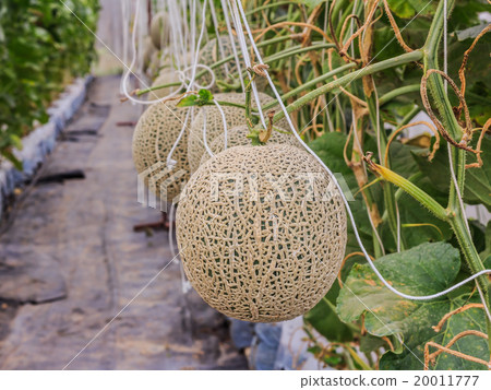 Cantaloupe melons growing in a greenhouse 20011777