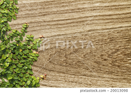 Climbing Ficus pumila on teak wood 20013098