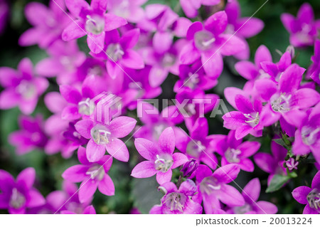 Macro view of a little Campanula flower 20013224