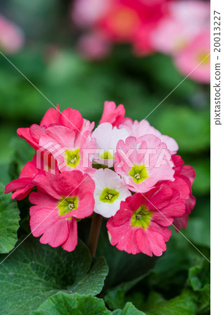 primula flowers 20013227