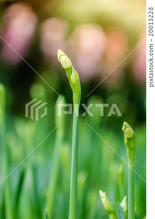 narcissus flowers 20013228