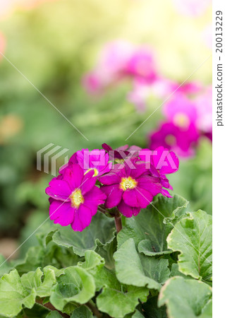 primula flowers 20013229