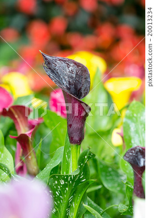 Calla lily field 20013234