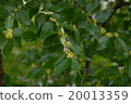 Jujube (flowers) 20013359