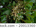 Mokkoku (flowers) 20013360