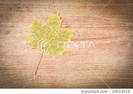 Maple Leaf on wood 20014019
