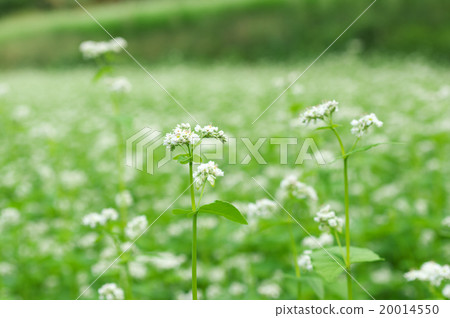 Buckwheat field in Sakae Village, Nagano Prefecture 20014550