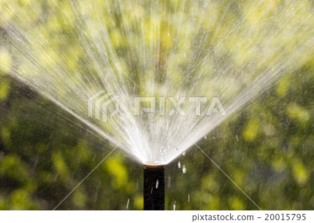 sprinkler head watering the bush and grass sprinkler head watering the bush and grass 20015795