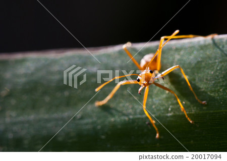 red ant aggressive on leaf 20017094