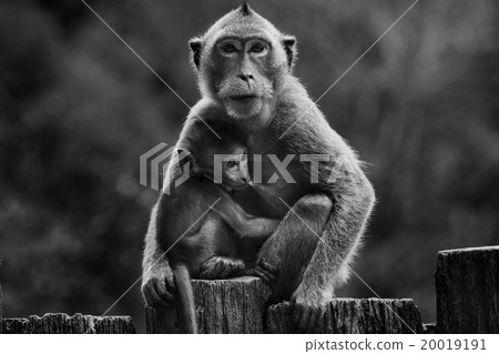 little monkey and mom in monotone 20019191