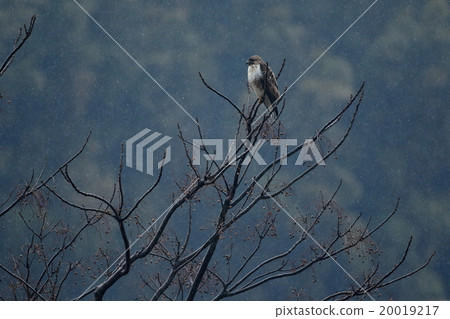 巴扎德 巴扎德 20019217