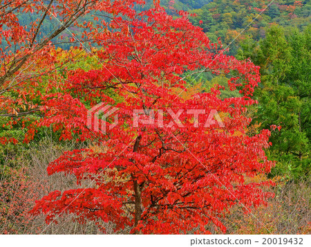 秋天的紅葉 秋天的紅葉 20019432