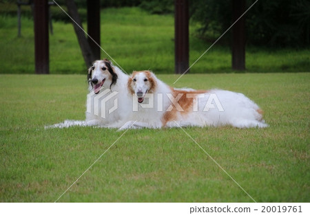 Borzoi 20019761