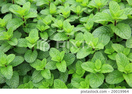 mint plant grow at vegetable garden mint plant grow at vegetable garden 20019964