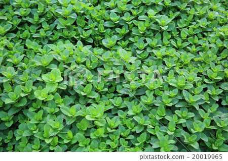 mint plant grow at vegetable garden 20019965