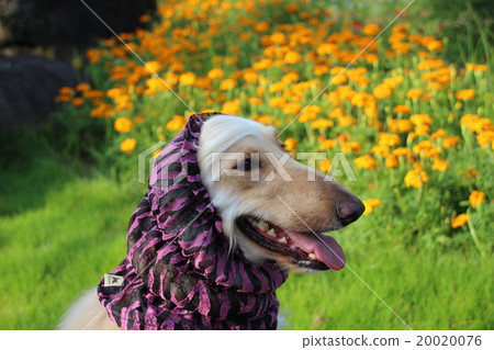 Afghan Hound Afghan Hound 20020076