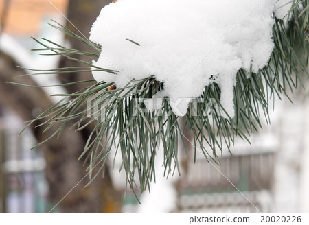 frost on pine frost on pine 20020226