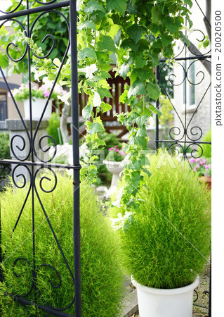 A garden with Kokia A garden with Kokia 20020500