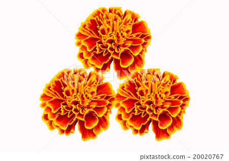 Orange marigolds Orange marigolds 20020767