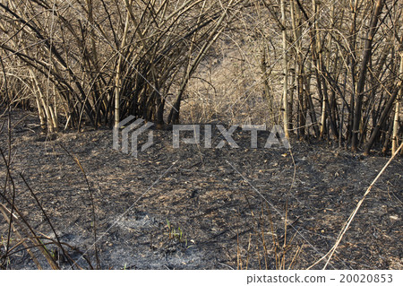 after a forest fire 20020853
