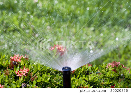 sprinkler head watering the bush and grass 20020856