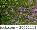 Cuckoo Chorogi 20021113