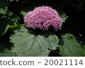 Butakagi 20021114