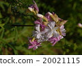 Saponaria (single) 20021115