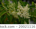 Tow-mouseti (flower) 20021116