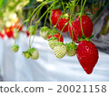 Strawberry in hydroponic culture 20021158