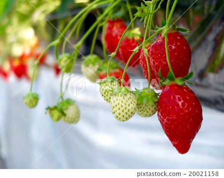 草莓在水培文化 20021158