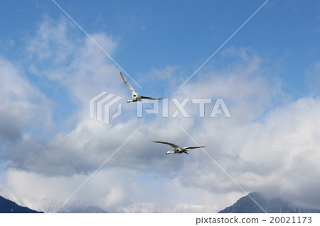 Swan swinging in the sky 20021173