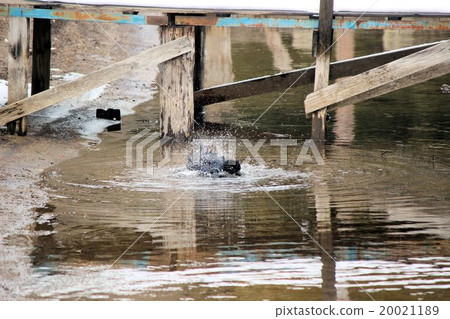 Crow's playing in the water Crow's playing in the water 20021189